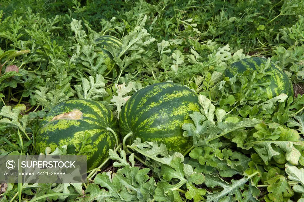 Watermelon (Citrullus vulgaris) fruit, organic crop growing in field, Pennsylvania, U.S.A., september
