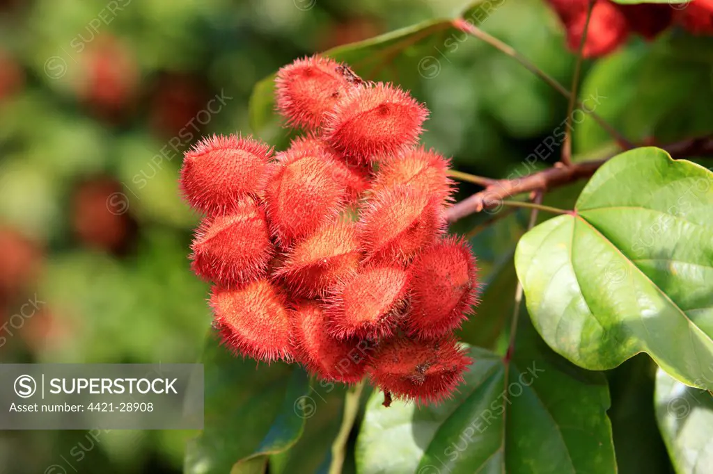 Achiote (Bixa orellana) close-up of fruit