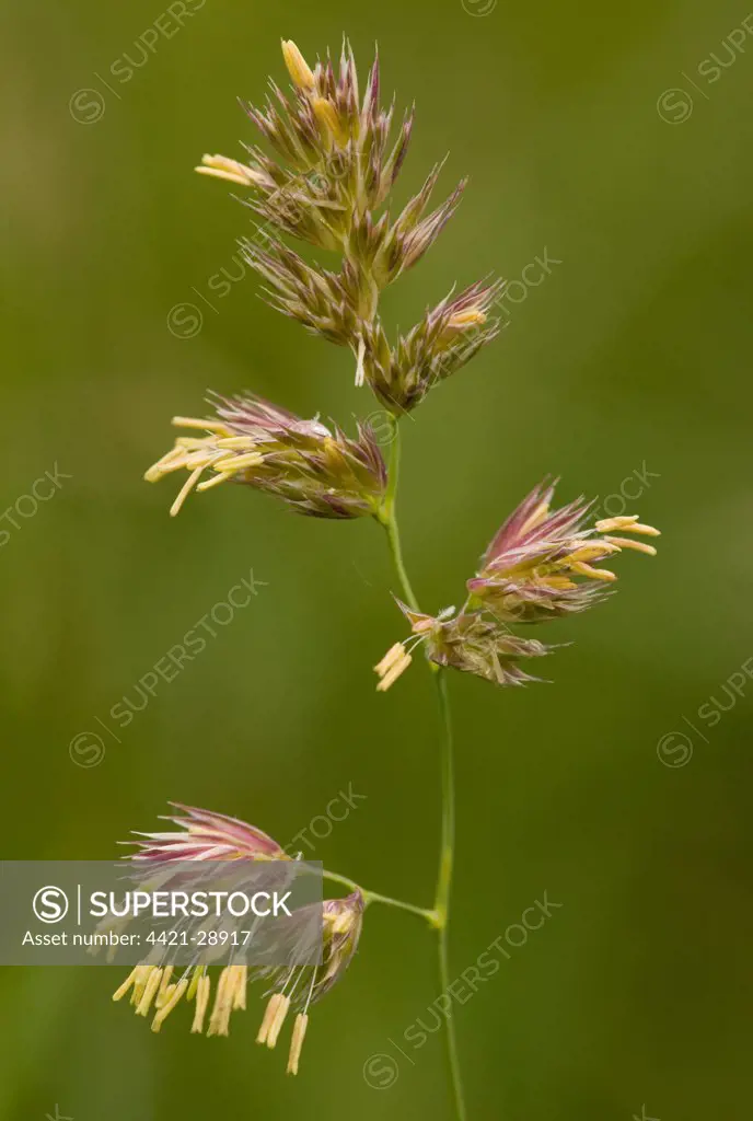 Cocksfoot Grass (Dactylis glomerata) flowering, Romania