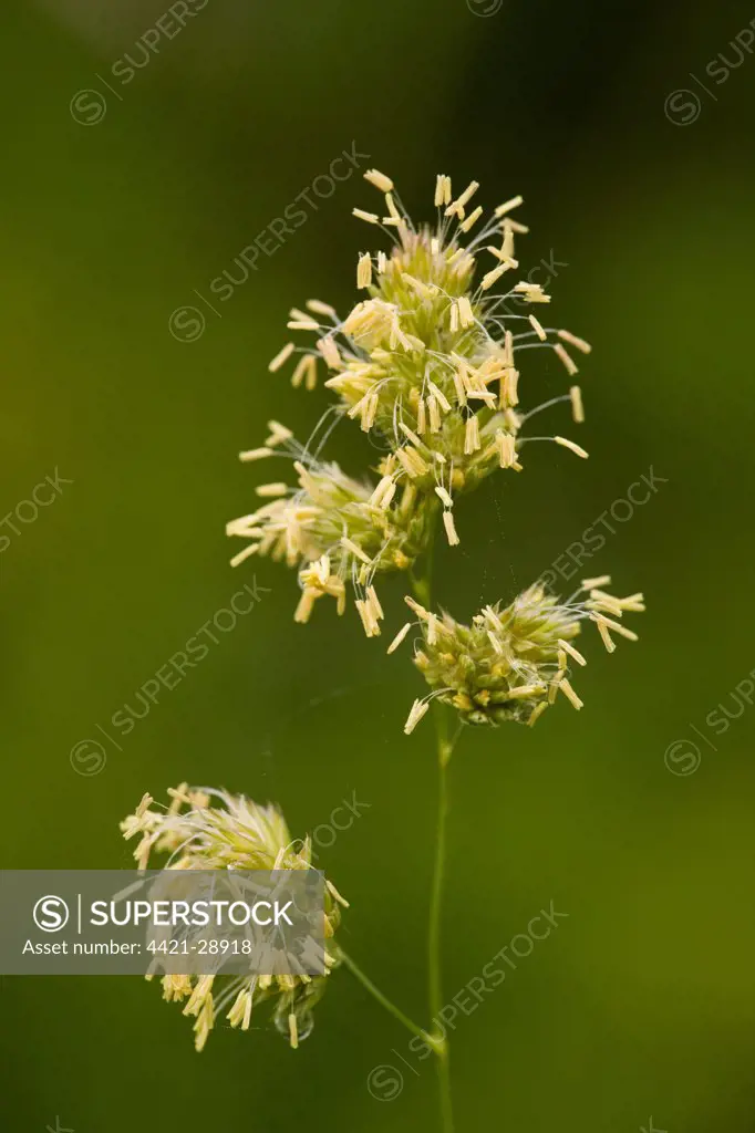 Cocksfoot Grass (Dactylis glomerata) flowering, Romania