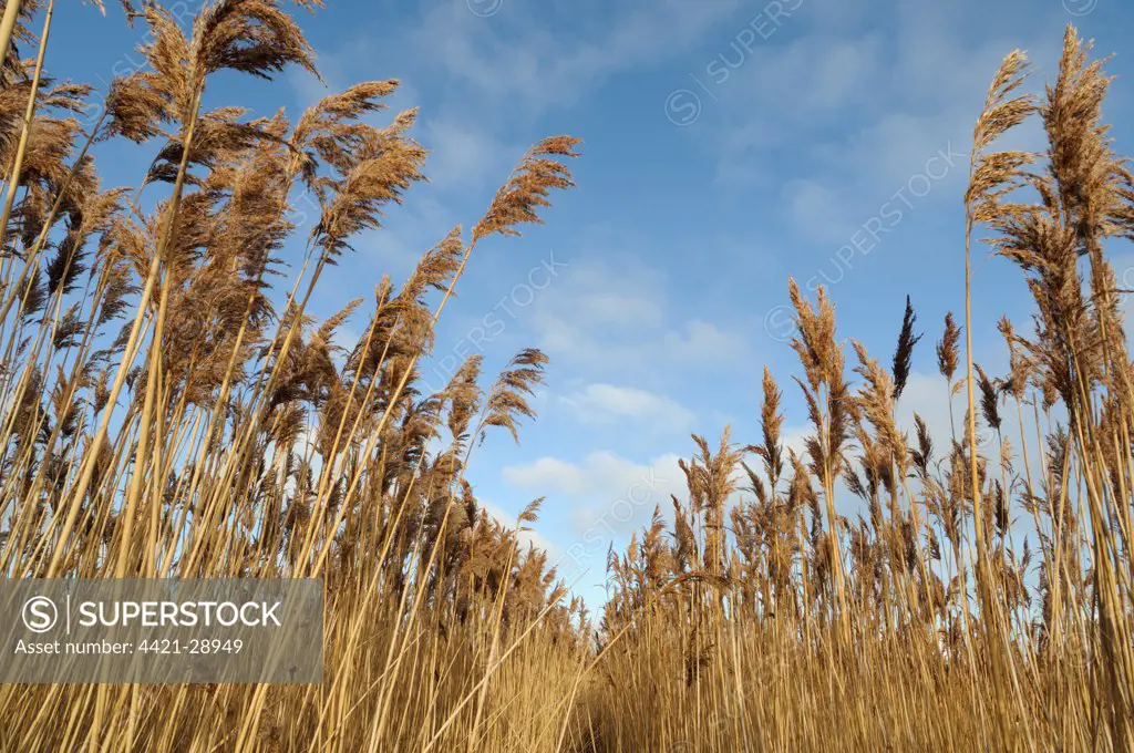 Common Reed (Phragmites australis) seedheads, in reedbed habitat, Norfolk, England, december