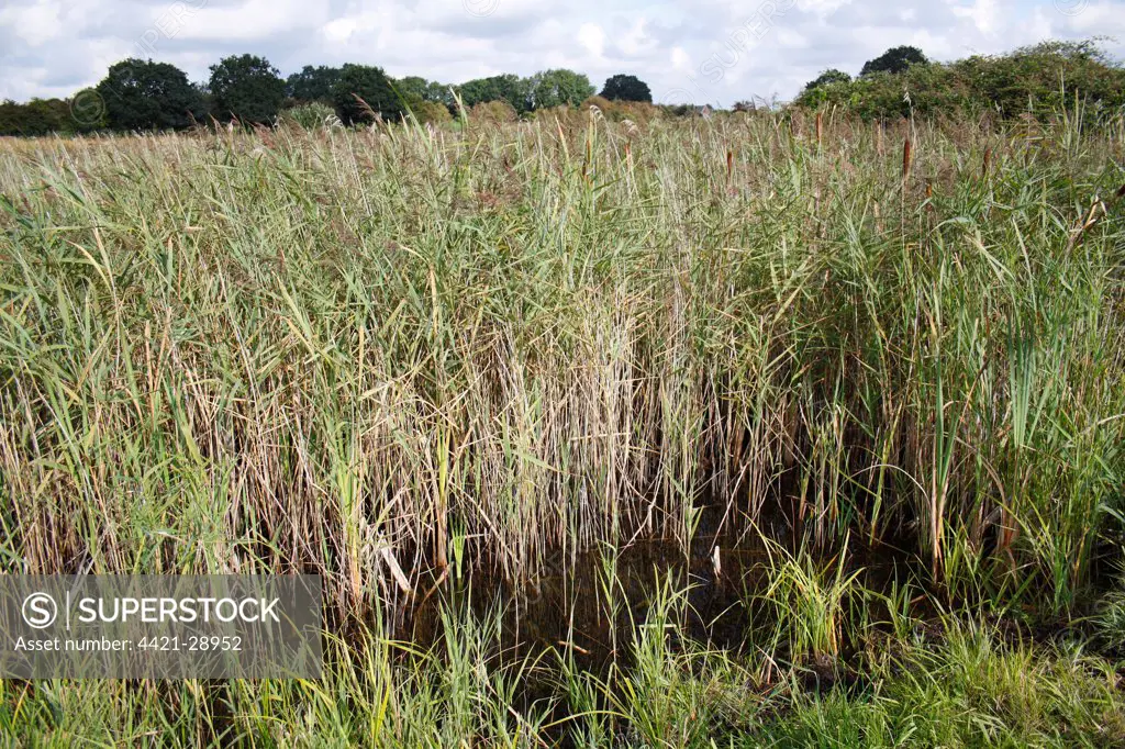 Common Reed (Phragmites australis) reedbed habitat, in river valley fen, Redgrave and Lopham Fen, Waveney Valley, Suffolk, England, september