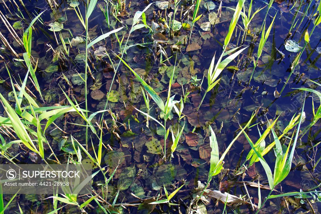 Common Reed (Phragmites australis) new shoots, with submerged leaves of Common Alder (Alnus glutinosa), in valley fen reserve, Hopton Fen, Hopton, Suffolk, England, november