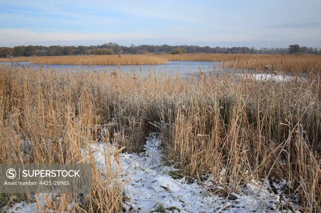 Common Reed (Phragmites australis) snow covered reedbed habitat and frozen scape, in river valley fen, Redgrave and Lopham Fen N.N.R., Waveney Valley, Suffolk, England, november