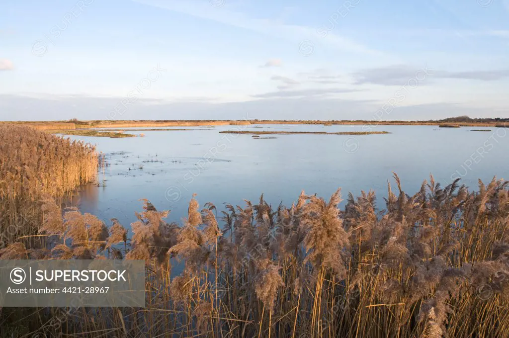Common Reed (Phragmites australis) reedbed habitat and frozen lagoon, Titchwell RSPB Reserve, Norfolk, England, winter