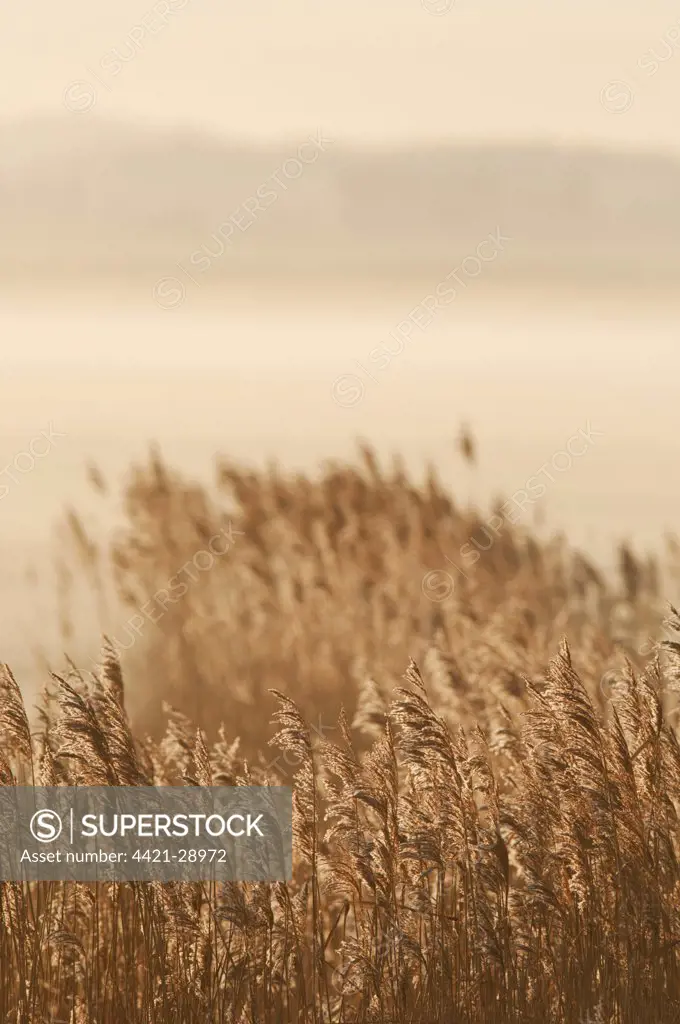 Common Reed (Phragmites australis) reedbed habitat at sunrise, Elmley marshes N.N.R., North Kent Marshes, Isle of Sheppey, Kent, England, february