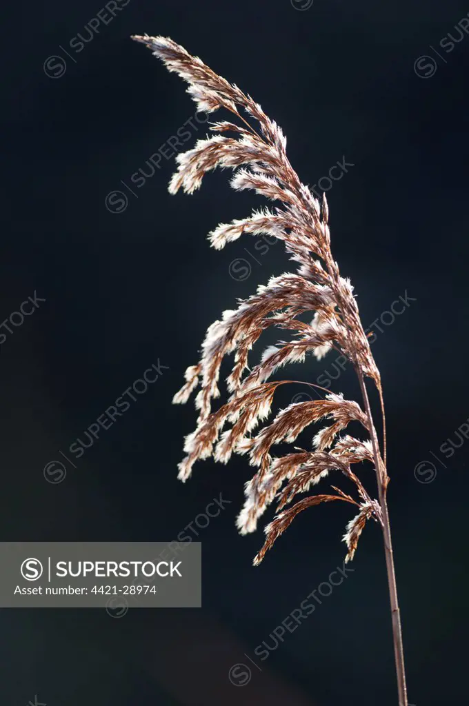 Common Reed (Phragmites australis) close-up of seedhead with frost, North Kent Marshes, Isle of Sheppey, Kent, England, february