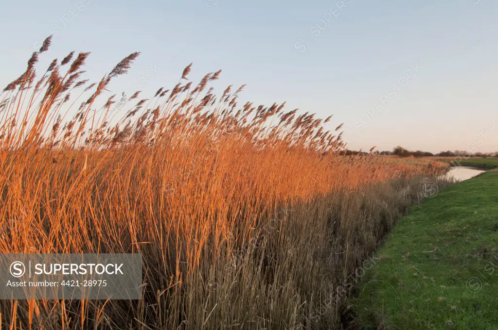 Common Reed (Phragmites australis) reedbed and grazing marsh habitat at sunset, Romney Marsh, Kent, England, march