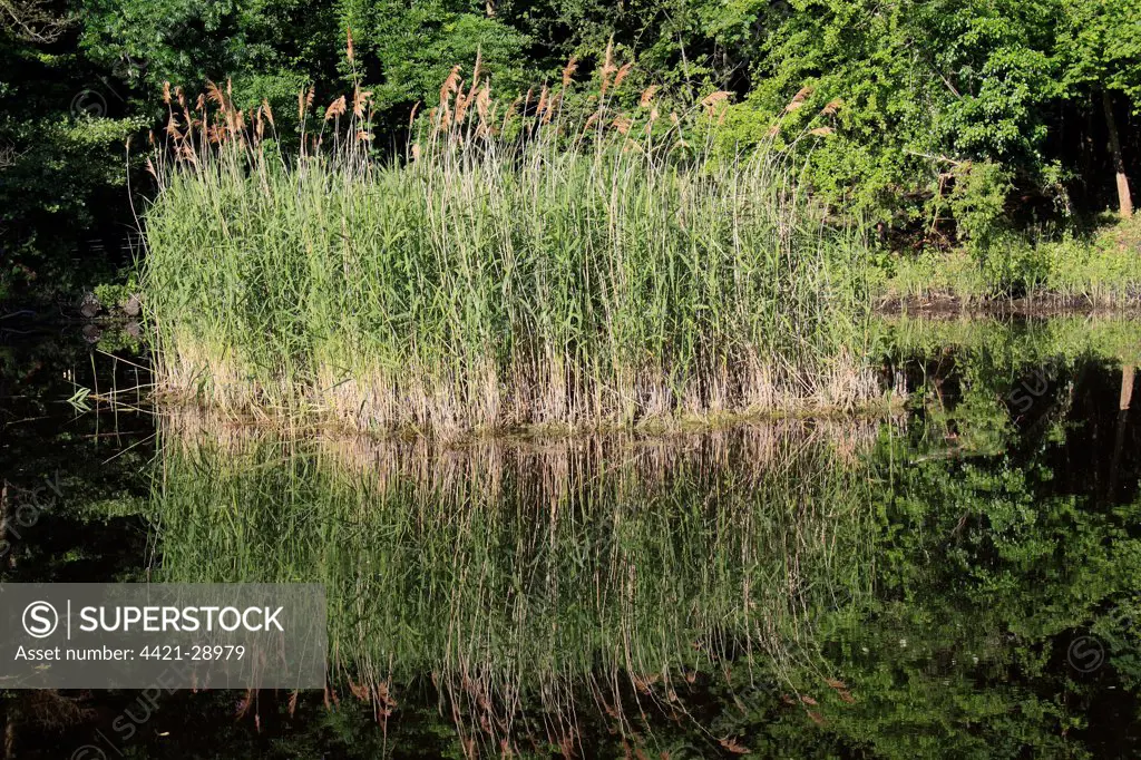 Common Reed (Phragmites australis) clump growing in pond, in valley fen reserve, Market Weston Fen, Market Weston, Little Ouse Valley, Suffolk, England, june