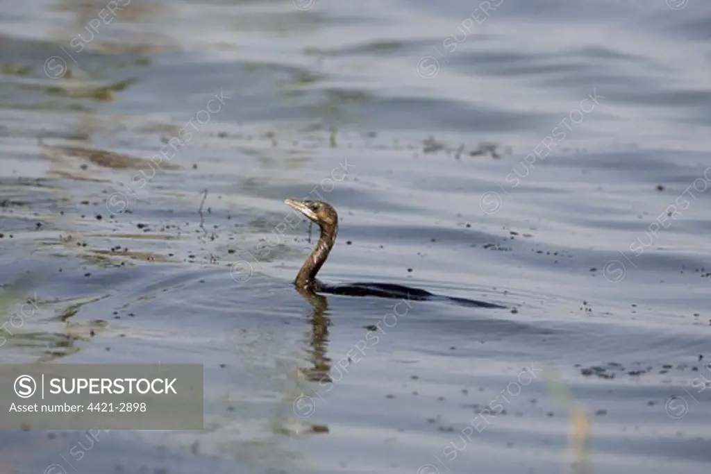 Pygmy Cormorant (Phalacrocorax pygmaeus) adult, swimming, Danube Delta, Dobruja, Romania
