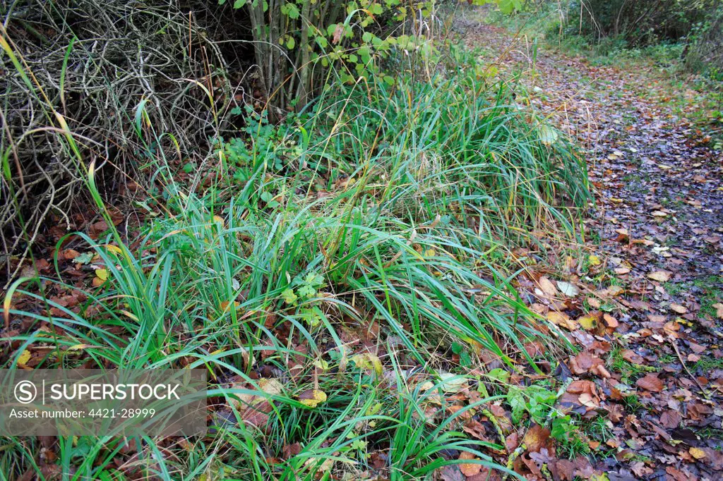 Pendulous Sedge (Carex pendula) growing beside path in coppice woodland reserve, Bradfield Woods N.N.R., Bradfield St. George, Suffolk, England, november