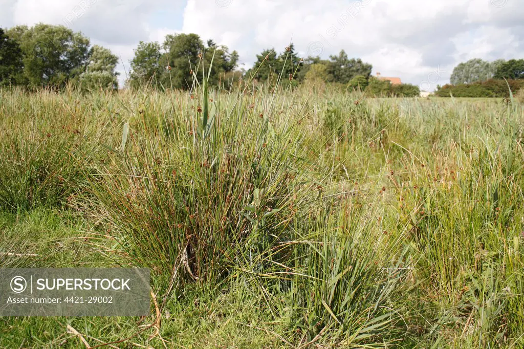 Great Fen Sedge (Cladium mariscus) in river valley fen habitat, Redgrave and Lopham Fen, Waveney Valley, Suffolk, England, september