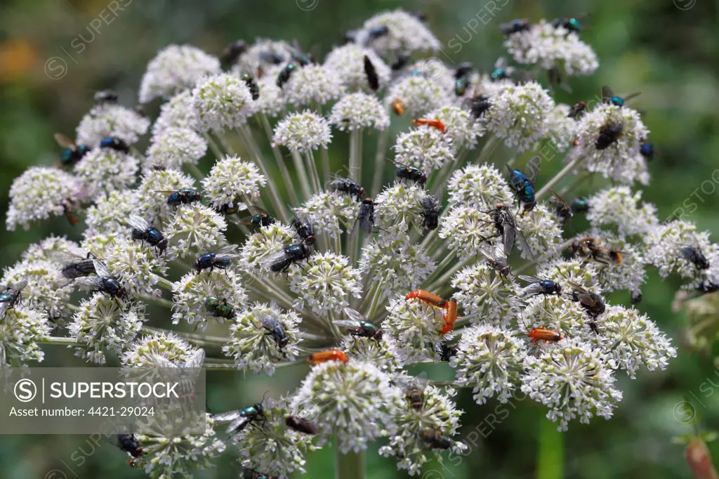 Wild Angelica (Angelica sylvestris) flowering, with feeding insects, mainly Flies (Diptera sp.) and Soldier Beetles (Cantharis rustica), Powys, Wales, july