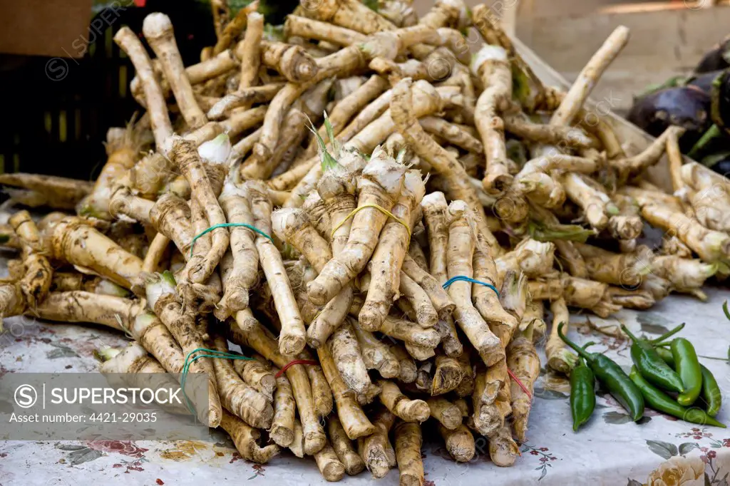 Horseradish (Armoracia rusticana) roots, for sale at fruit and vegetable market, Sigishoara, Transylvania, Romania, october