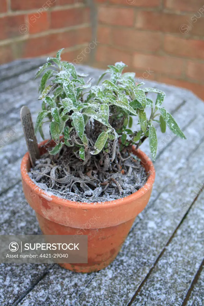 Green Sage (Salvia officinalis) frost covered leaves, in pot on garden table, Suffolk, England, november