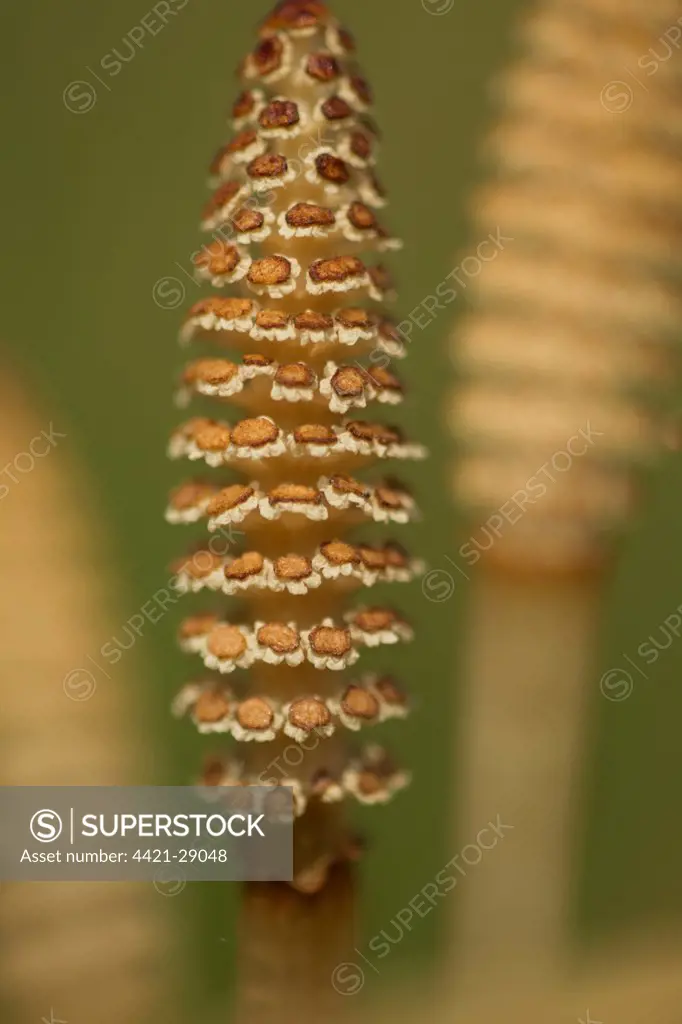 Field Horsetail (Equisetum arvense) close-up of fertile cones, Sheffield, South Yorkshire, England, may