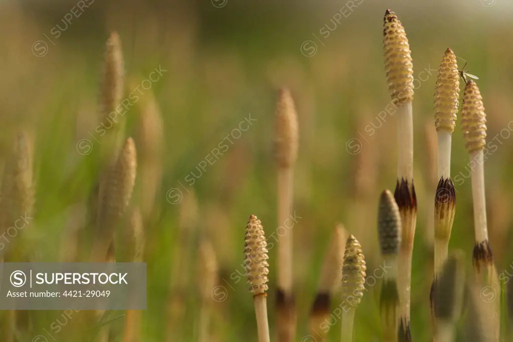 Field Horsetail (Equisetum arvense) fertile cones, with Cranefly (Tipula sp.), Sheffield, South Yorkshire, England, may