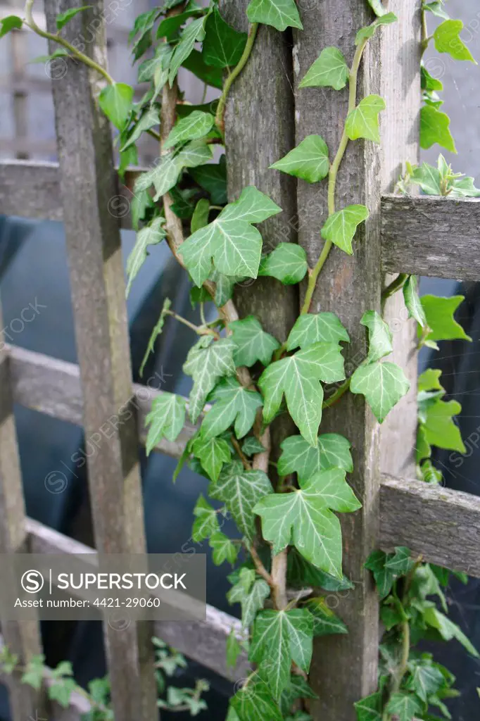 Ivy (Hedera helix) leaves, growing on garden trellis to screen oil tank, Suffolk, England, august