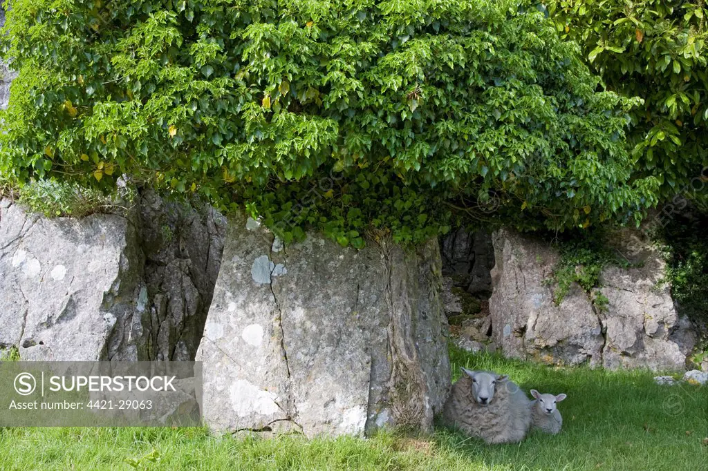 Ivy (Hedera helix) growing on rocks, with Domestic Sheep ewe and lamb, resting in shade, Penrice Castle, Gower Peninsula, Glamorgan, Wales, june