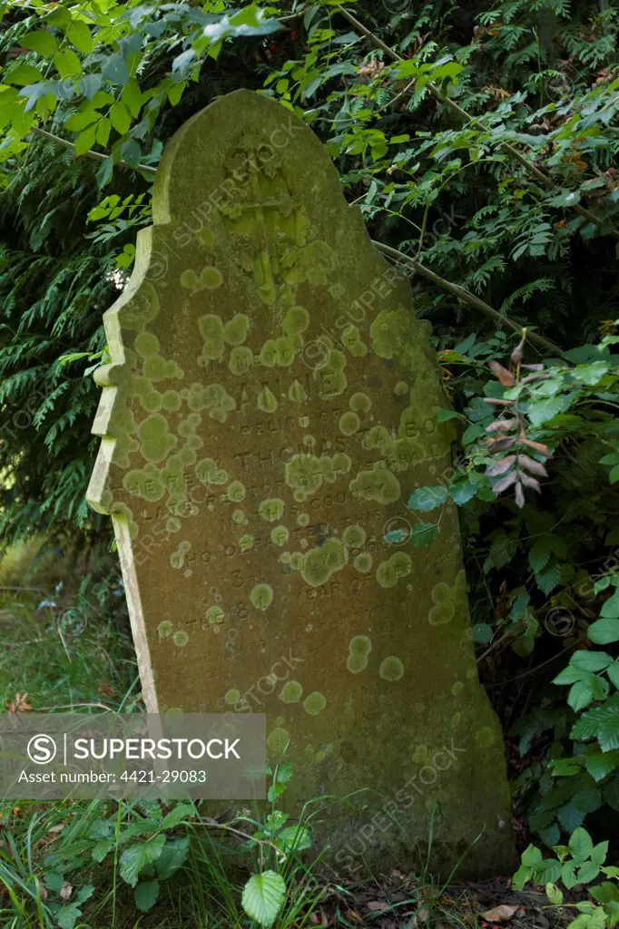 Lichen covered gravestone, Norfolk, England, september