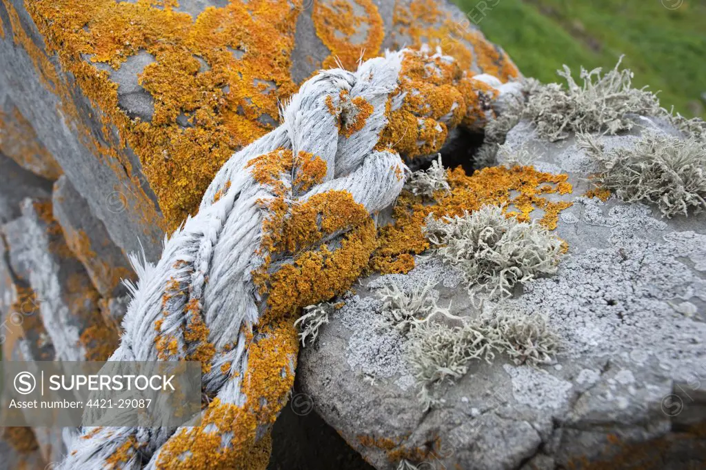 Orange Sea Lichen (Caloplaca marina) and Sea Ivory Lichen (Ramalina siliquosa) growing on rope and drystone wall, Fair Isle, Shetland Islands, Scotland, june