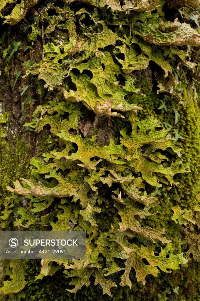 Tree Lungwort (Lobaria pulmonaria) pollution sensitive lichen, growing on tree trunk, Gargano Peninsula, Apulia, Italy