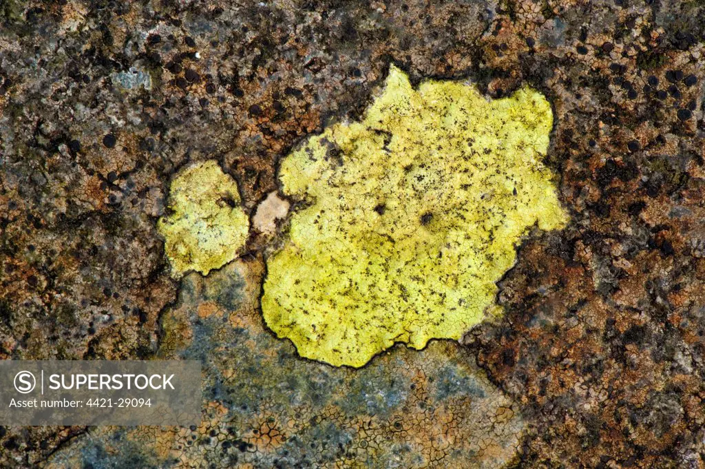 Map Lichen (Rhizocarpon geographicum) growing on rocks, England, april