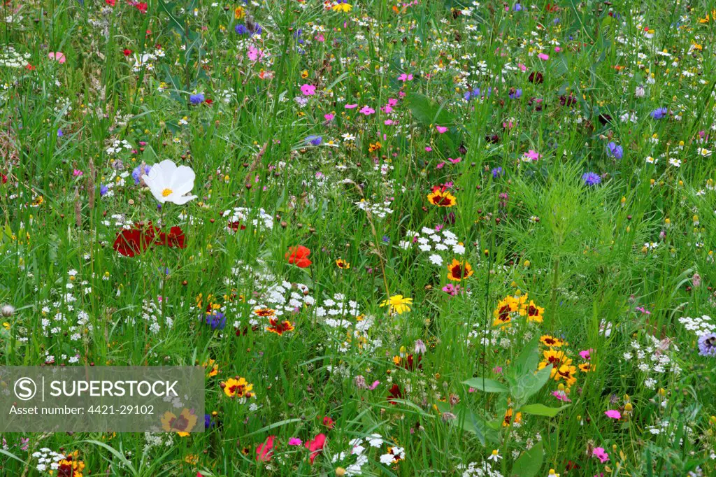 Mixed flowers planted in derelict urban housing plots, Sheffield, South Yorkshire, England