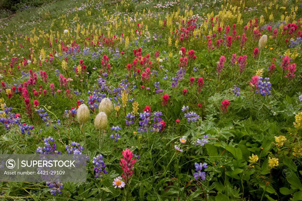 Alpine wildflowers, paintbrush, lupin, bracted lousewort and western pasqueflower, Mazama Ridge, Mount Rainier N.P., Washington, U.S.A., summer