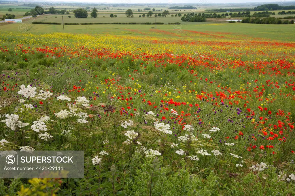 Mixed wildflowers, including Corn Poppy (Papaver rhoeas), growing at edge of Oilseed Rape (Brassica napus) field, Lincoln, Lincolnshire, England, june