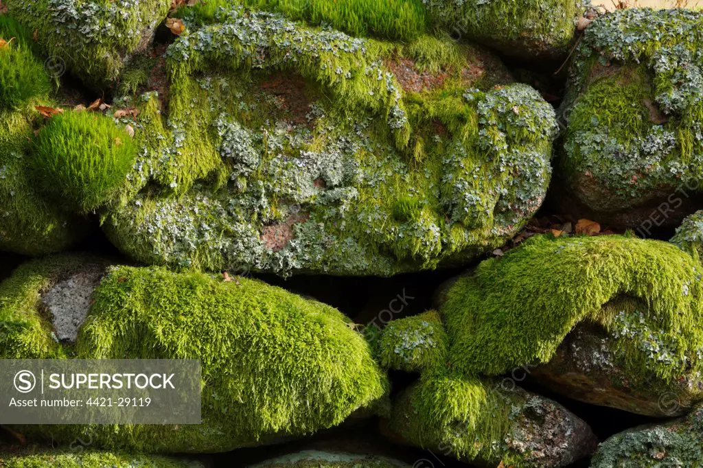 Mosses and lichens covering boulders in granite drystone wall, Muir of Dinnet National Nature Reserve, Deeside, Aberdeenshire, Scotland, october