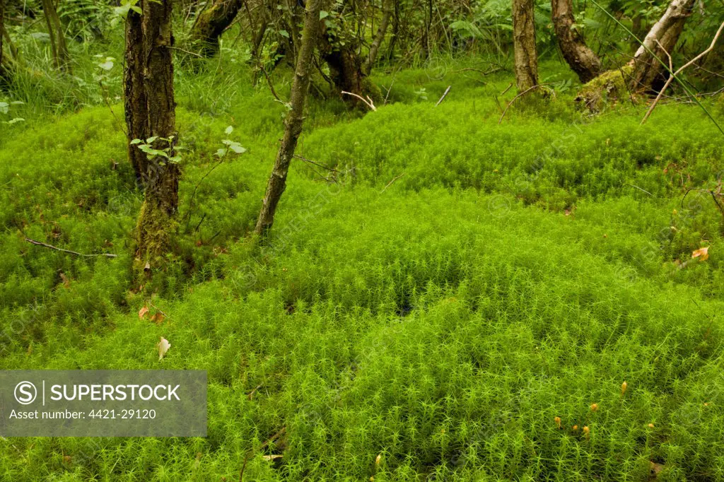 Hair Moss (Polytrichum sp.) understory in Birch (Betula sp.) scrub woodland on former coal mine site, Hesledon Moor West (South Hetton), County Durham, England, july