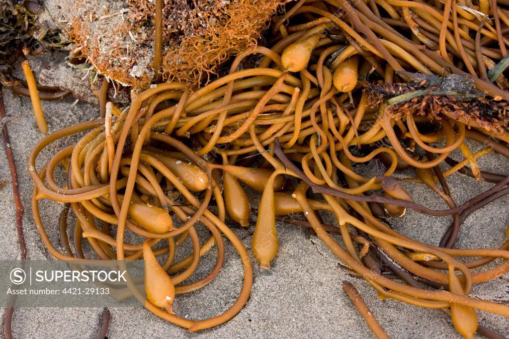 Giant Kelp (Macrocystis pyrifera) with pneumatocysts (air bladders), washed up on beach after storm, Pacific Ocean, Moss Landing, Central California, U.S.A., november