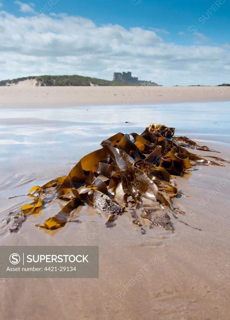 Kelp (Laminariales sp.) fronds, washed up on beach, with Bamburgh Castle in distance, Bamburgh, Northumberland, England, july
