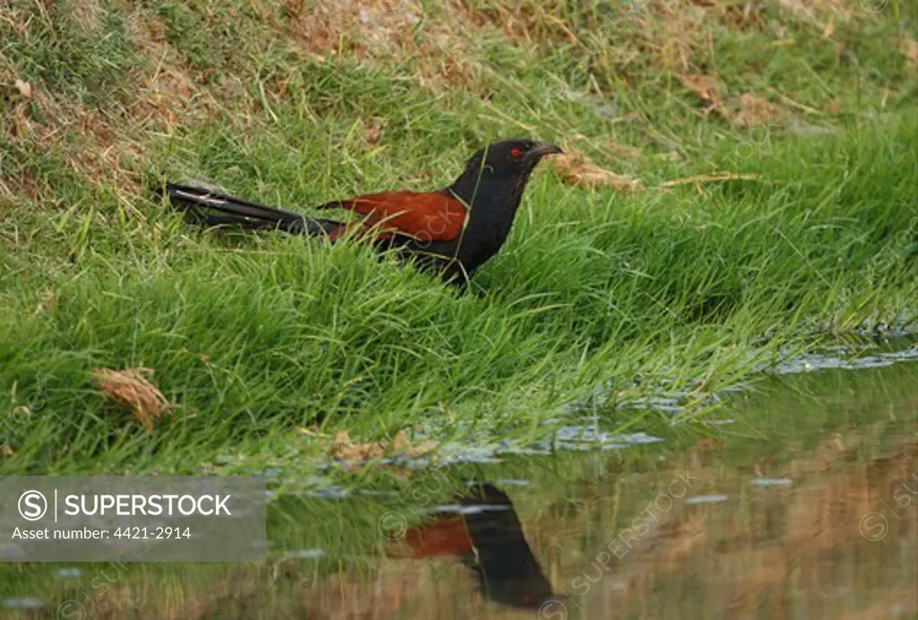 Greater Coucal (Centropus sinensis intermedius) adult, drinking at edge of water, Thailand, february