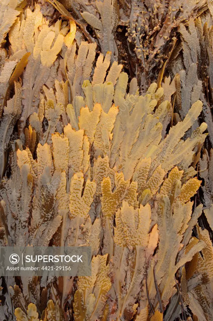 Toothed Wrack (Fucus serratus) fronds, Kimmeridge, Dorset, England, august