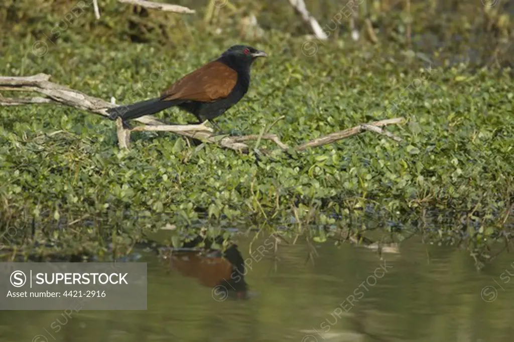 Greater Coucal (Centropus sinensis) adult, perched on branch over water, Keoladeo Ghana N.P. (Bharatpur), Rajasthan, India