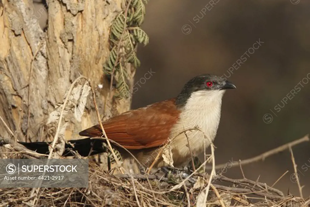 Senegal Coucal (Centropus senegalensis) adult, perched on twigs in tree, Gambia, january