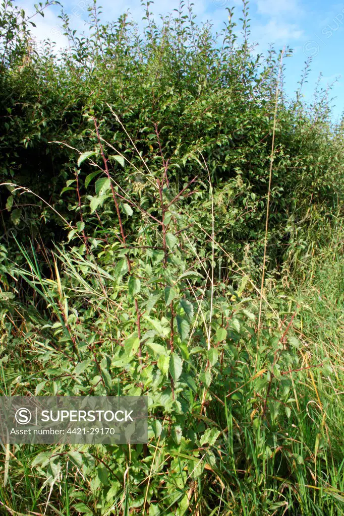 Blackthorn (Prunus spinosa) sapling, suckering from hedgerow into set-a-side field, Suffolk, England, august