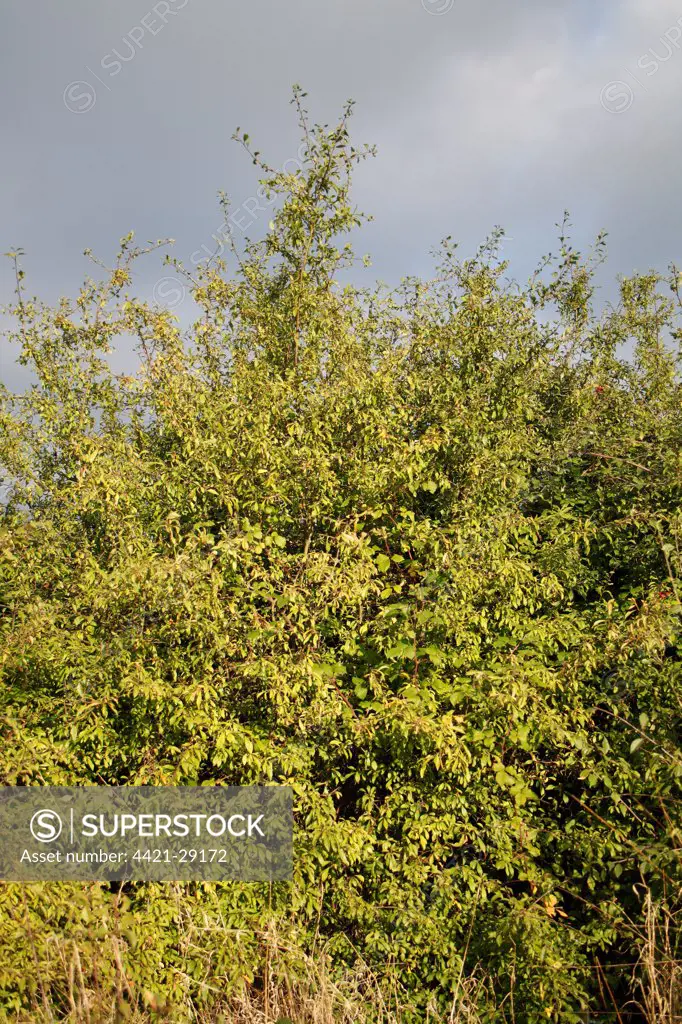 Blackthorn (Prunus spinosa) habit, growing in hedgerow, Bacton, Suffolk, England, october