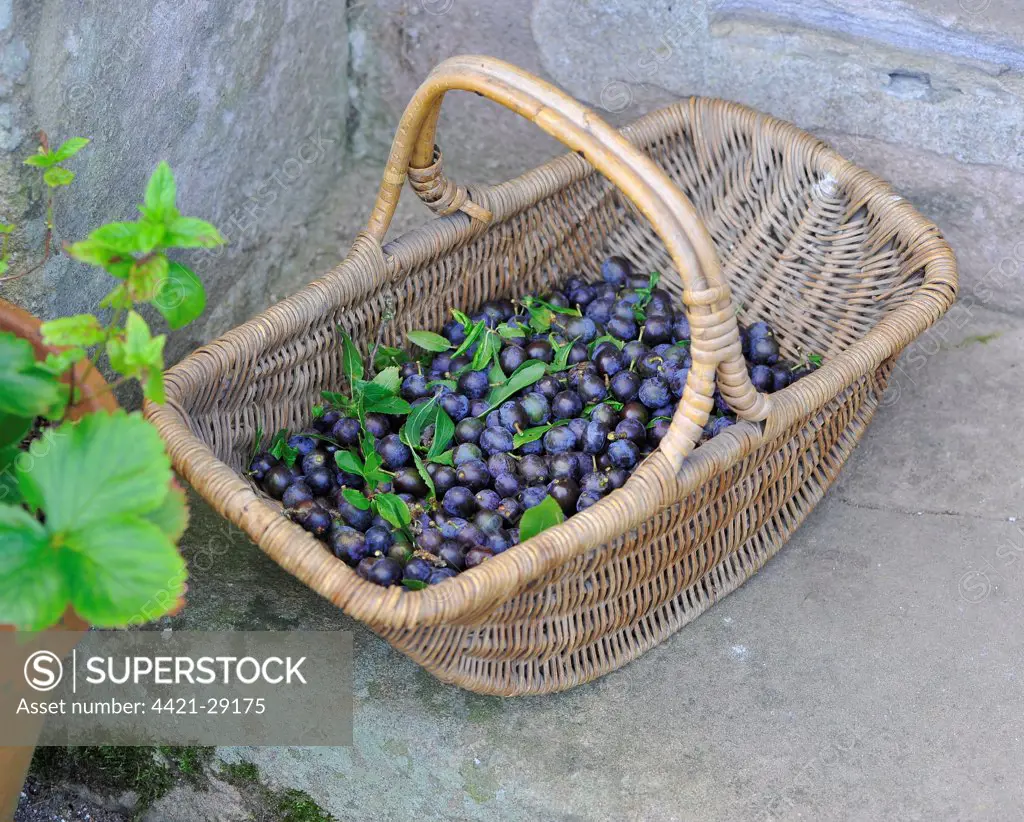Blackthorn (Prunus spinosa) picked fruit in basket, Whitewell, Lancashire, England, september