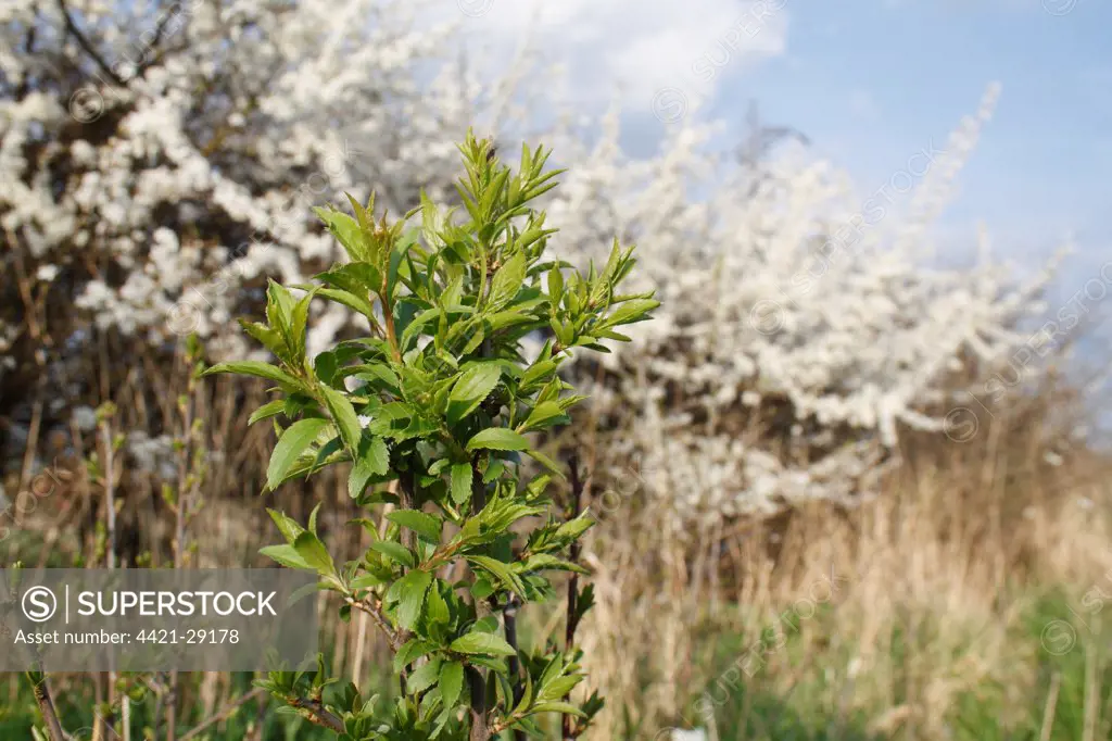 Blackthorn (Prunus spinosa) sapling, suckering from flowering hedgerow into garden allotment, Bacton, Suffolk, England, april