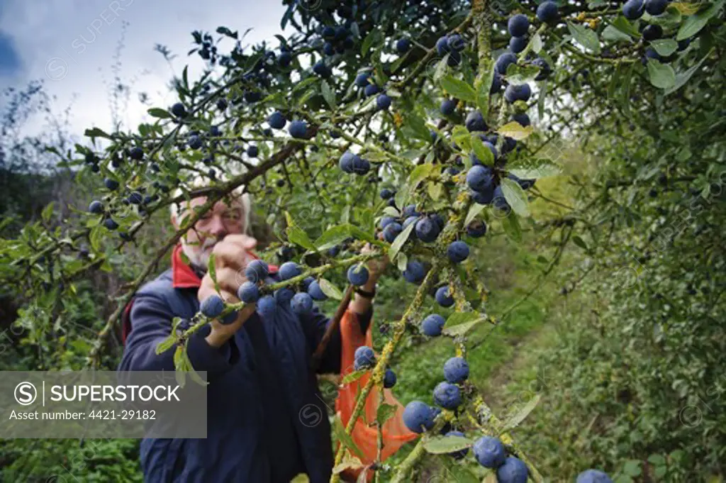 Blackthorn (Prunus spinosa) berries, growing in hedgerow beside public footpath, with man picking for sloe gin, Draycott in the Clay, Staffordshire, England, october