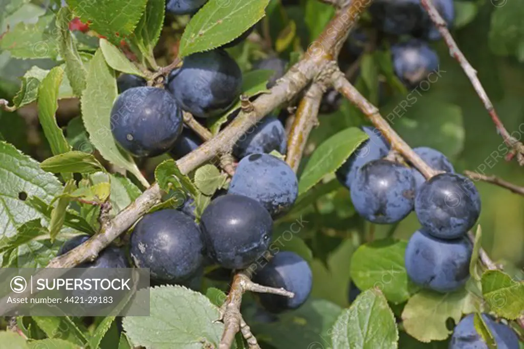 Blackthorn (Prunus spinosa) close-up of berries, West Sussex, England, september