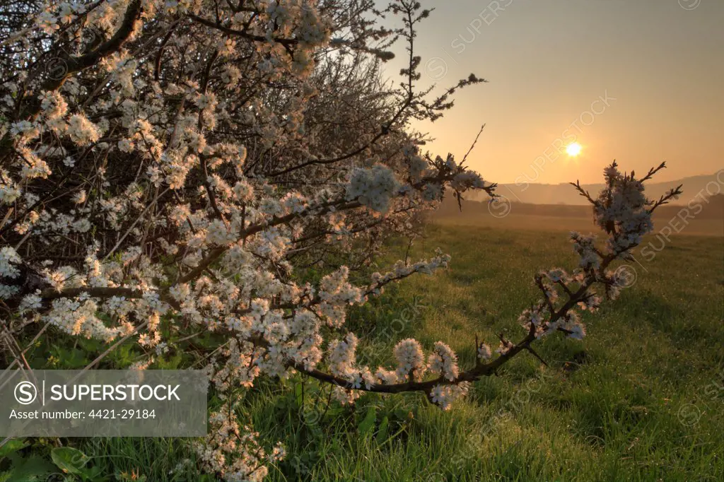 Blackthorn (Prunus spinosa) flowering, growing in hedgerow on organic farm at sunset, Powys, Wales, april