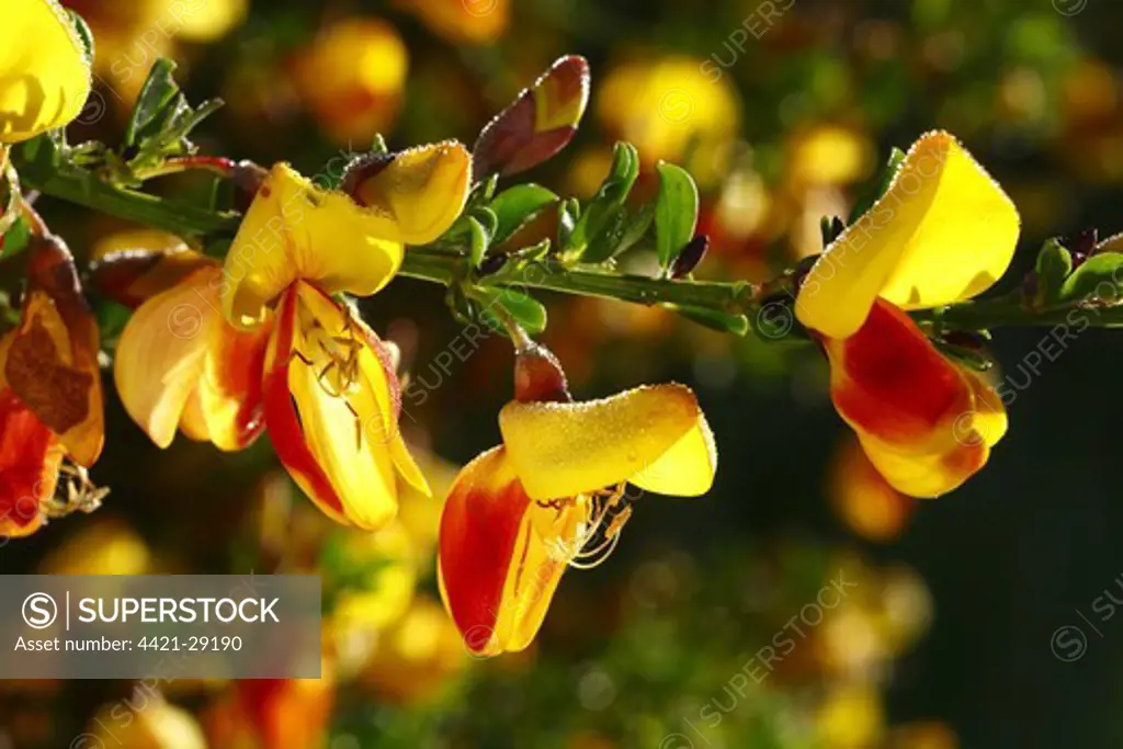 Common Broom (Cytisus scoparius) close-up of flowers, bi-coloured form, Powys, Wales