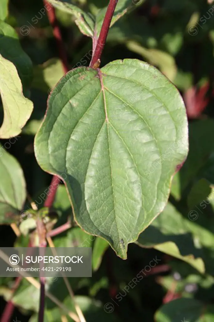 Common Dogwood (Cornus sanguinea) close-up of leaf, growing in hedgerow, Suffolk, England, august