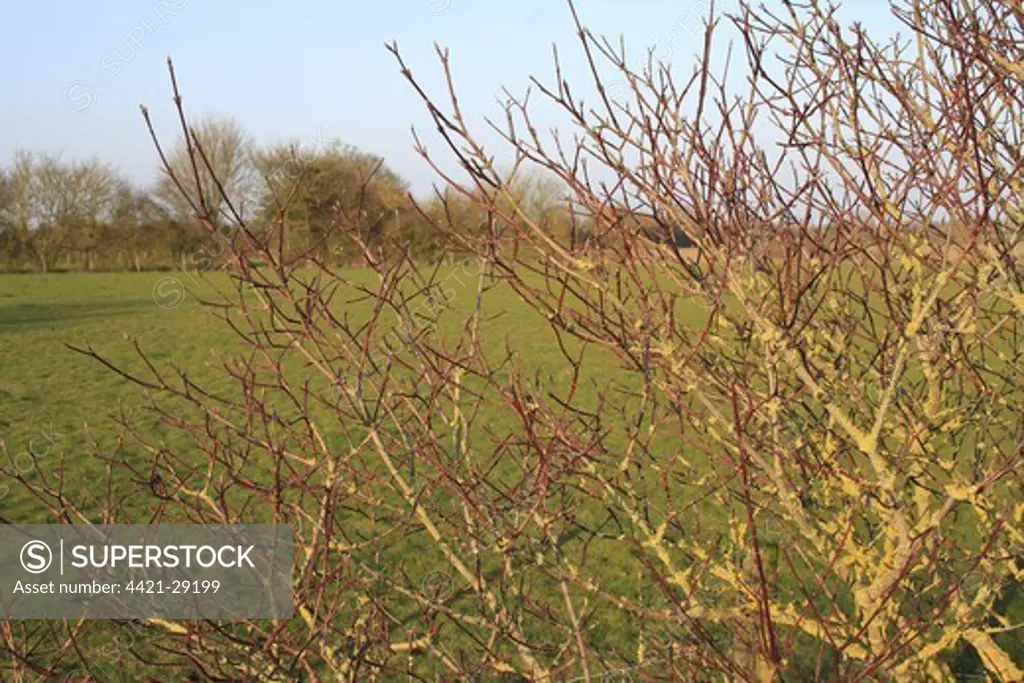 Common Dogwood (Cornus sanguinea) bare red stems, growing in hedgerow beside pasture, Bacton, Suffolk, England, march