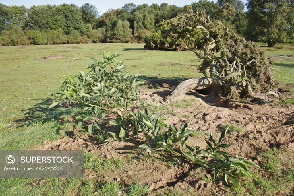 Elder (Sambucus nigra) and Common Gorse (Ulex europaeus) habit, stunted and twisted growth on sandy soil, on lowland heathland reserve, Wortham Ling, Suffolk, England, september