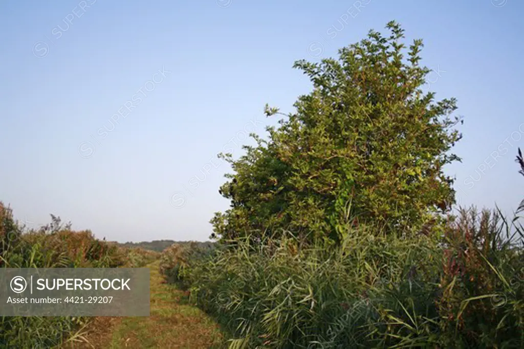 Elder (Sambucus nigra) habit, growing in river valley fen habitat, Middle Fen, Redgrave and Lopham Fen N.N.R., Waveney Valley, Suffolk, England, september